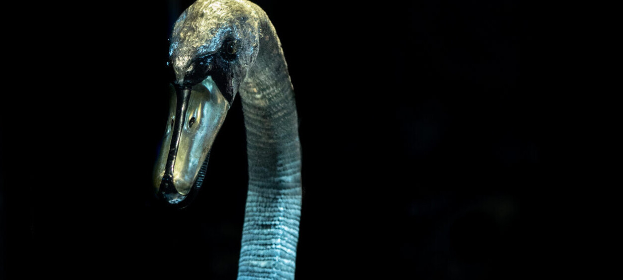 The famous Bowes Museum 18th century swan automaton